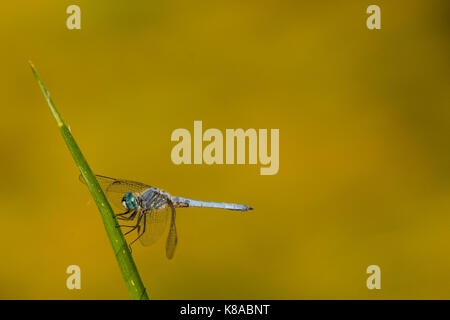 Dragonfly nei pressi di un laghetto Foto Stock