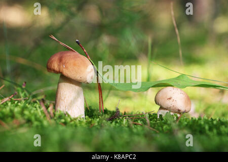 Due piccoli porcini commestibili crescente sotto una foglia verde in legno moss. bianco di funghi freschi a crescere nella foresta. bella bolete e cibo vegetariano Foto Stock