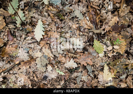 Sfondo di foglie cadute, Foto Stock
