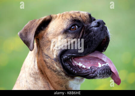Boxer ritratto maschile, avviso, profilo Foto Stock