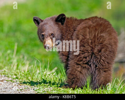 Di colore cannella Black Bear Cub in piedi sull'erba a guardare Foto Stock