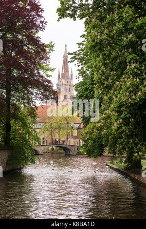 I cigni sul lago di amore in Bruges Foto Stock