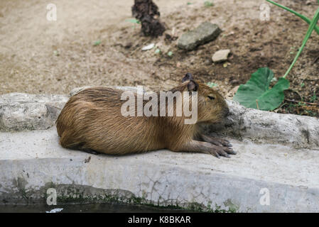 Foto di un animale chiamato capibara - Nome scientifico: hydrochoerus hydrochaeris (messa a fuoco selettiva) Foto Stock