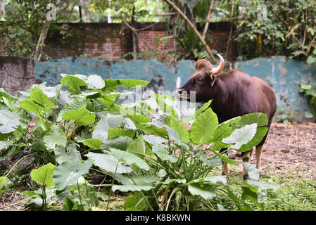 Foto di un animale chiamato indian gour - nome scientifico : Bos gaurus gaurus (messa a fuoco selettiva) Foto Stock