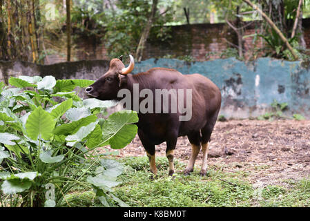 Foto di un animale chiamato indian gour - nome scientifico : Bos gaurus gaurus (messa a fuoco selettiva) Foto Stock