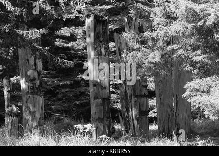 Il funerale di pali, noto anche come totem, in SGang Gwaay sito patrimonio mondiale, Haida Gwaii, Prime Nazioni, British Columbia, Canada Foto Stock