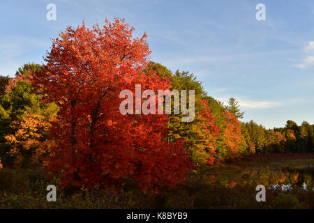 Treeline colorati di caduta delle foglie Foto Stock