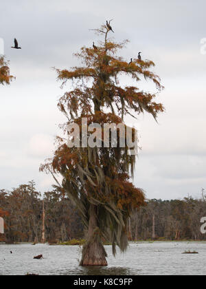 Cipressi nel lago di Martin, Louisiana. Foto Stock