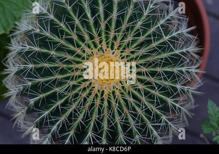 Golden barrel cactus da sopra Foto Stock