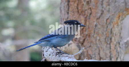 Steller Jay sul ramo di una Ponderosa Pine Tree in the Rocky Mountain foothills ad ovest di Boulder, Colorado Foto Stock