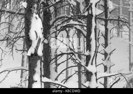 Forest tronchi di alberi con la neve incrostato su un lato dal vento. Ponderosa Pines. Pino giallo Foto Stock