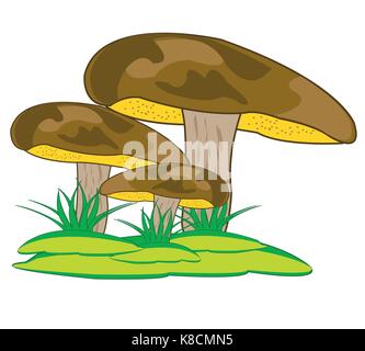 Fungo suillus granulatus sull anno radura in erba Illustrazione Vettoriale