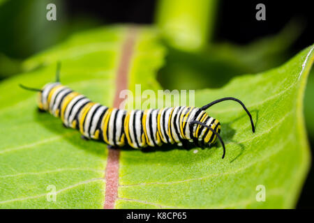 Un quinto istar Monarch caterpillar che si nuote sulla foglia di alghe comuni, Asclepias syriaca Foto Stock