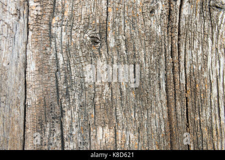 Il legno vecchio albero sfondo texture Foto Stock