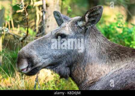 Testa di alci femmina (Alces alces) con foresta sfocato in background. Foto Stock