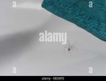 Cellor ( Daddy Long legs)ragno in un bagno di vuoto Foto Stock