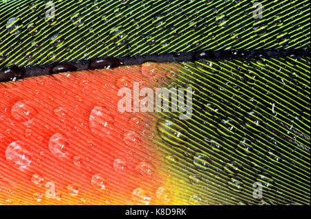 Giallo testa di Amazon, giù con gocce di acqua / (Amazona oratrix) | Doppelgelbkopfamazone, Federdetail mit Wassertropfen / (Amazona oratrix) Foto Stock