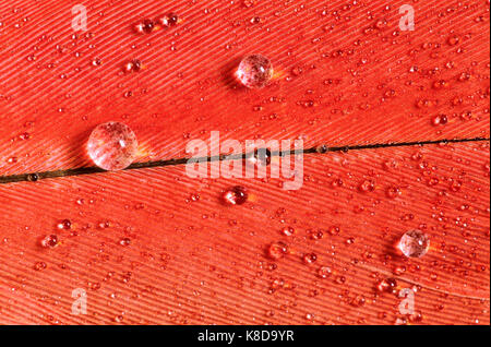 Flamingo cileni, feather con gocce di acqua / (Phoenicopterus chilensis) | Chile-Flamingo, Feder mit Wassertropfen / (Phoenicopterus chilensis) Foto Stock