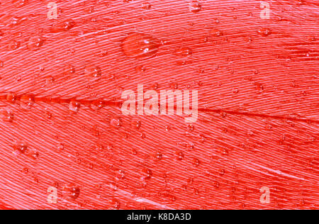 Flamingo cileni, feather con gocce di acqua / (Phoenicopterus chilensis) | Chile-Flamingo, Feder mit Wassertropfen / (Phoenicopterus chilensis) Foto Stock