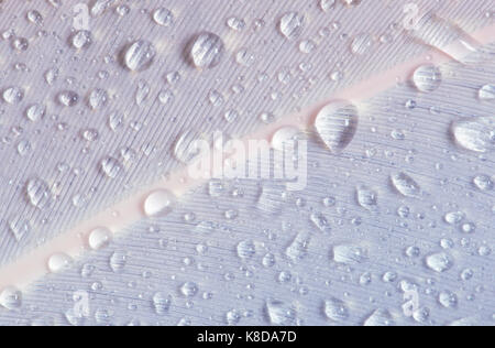 Cigno, giù con le gocce di acqua, Germania / (Cygnus olor) | Hoeckerschwan, Feder mit Wassertropfen, Deutschland Foto Stock