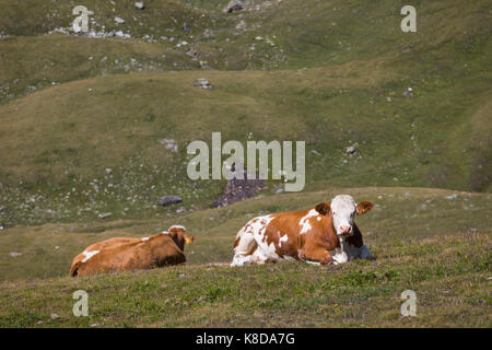 Il bianco e il rosso di mucche in alta quota nelle Alpi Foto Stock