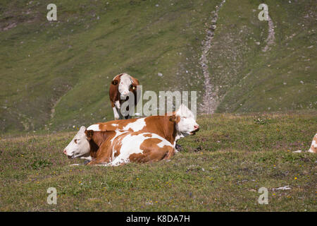 Il bianco e il rosso di mucche in alta quota nelle Alpi Foto Stock