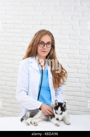 Veterinario in occhiali preoccuparsi di husky cane. Foto Stock