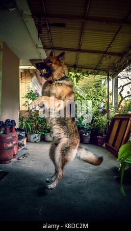 Il salto del cane per la sfera Foto Stock