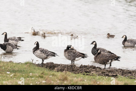 Parte di un gregge di Barnacle Goose (Branta leucopsis) in piedi Foto Stock