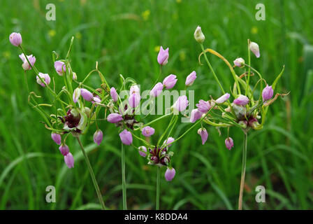 Allium roseum, l'aglio roseo, famiglia amaryllidaceae, nativo della regione mediterranea Foto Stock
