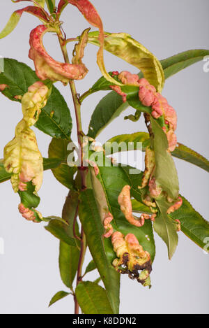Peach leaf curl, Taprina reumatoide, malattia fungina distorsione di foglie su un giovane pesco, Berkshire, Settembre Foto Stock