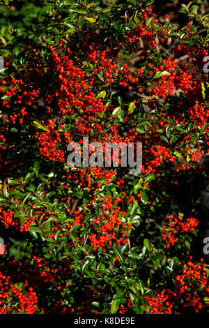 Pyracantha bush con luminosi di bacche rosse - Pyracantha coccinea Foto Stock