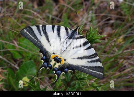 La grande farfalla iphiclides podalirius, scarse a coda di rondine Foto Stock