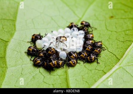 Brown marmorated stink bug neonati (Halyomorpha halys) - USA Foto Stock