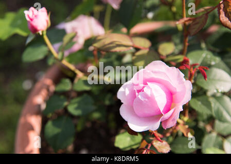 Passeggiando per il giardino di rose antiche Foto Stock