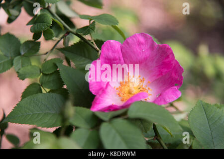 Passeggiando per il giardino di rose antiche Foto Stock