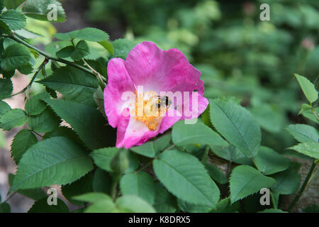 Passeggiando per il giardino di rose antiche Foto Stock