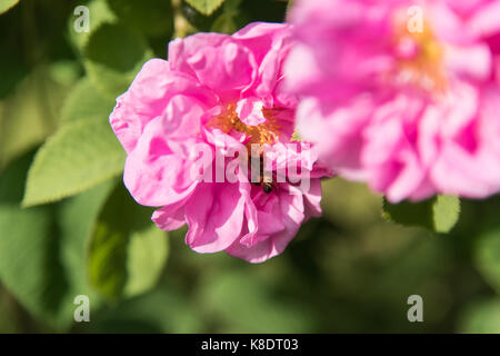 Passeggiando per il giardino di rose antiche Foto Stock