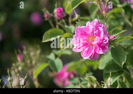 Passeggiando per il giardino di rose antiche Foto Stock