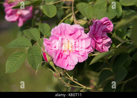 Passeggiando per il giardino di rose antiche Foto Stock