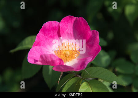 Passeggiando per il giardino di rose antiche Foto Stock