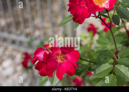 Passeggiando per il giardino di rose antiche Foto Stock