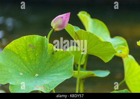 Una gemma di loto (Nelumbo nucifera) pronto a fiorire nel parco centrale di acqua da giardino, la città di New York, New York. Foto Stock