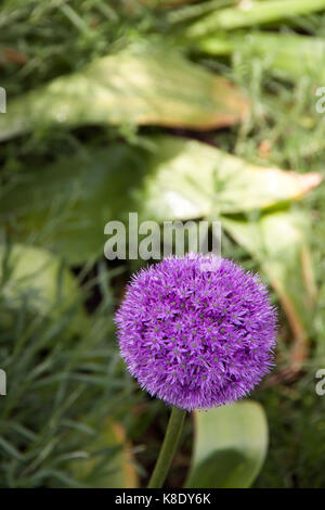 Unico Allium Fiore (Allium christophii), Germania, Europa Foto Stock