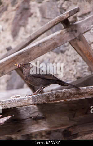 Blackbird seduto sulla tavola di legno mangiando un worm, Europa Foto Stock