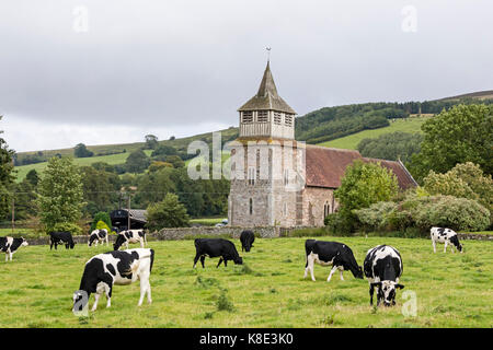 La chiesa di St Mary Bitterley, con il frisone vacche da latte, Shropshire, Inghilterra, Regno Unito Foto Stock