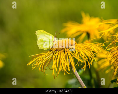 Heartleaf oxeye con petali gialli, telekia speciosa e farfalla verde Foto Stock