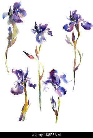 Raccolta a mano ad acquerello disegno estate iride fiori Foto Stock