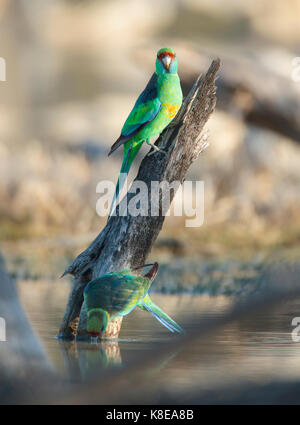 Una coppia di anello a collo di pappagalli, barnardius zonarius, uno mantenendo guardare come le altre bevande in un outback billabong in western queensland Foto Stock