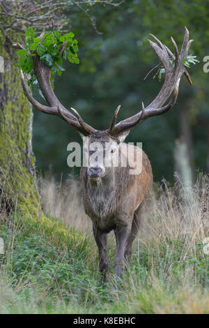 Il cervo (Cervus elaphus), capitale cervo con ramo di foglia in corna imponiergehoff, platzhirsch, zelanda, Danimarca Foto Stock